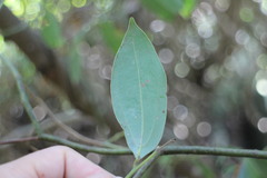 Cinnamomum insularimontanum