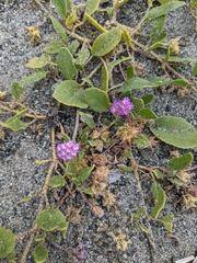 Abronia umbellata breviflora