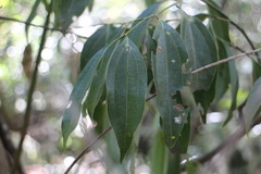 Cinnamomum insularimontanum