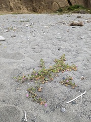 Abronia umbellata breviflora