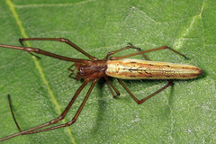 Tetragnatha straminea