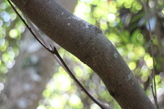 Cinnamomum insularimontanum