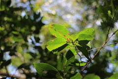 Syzygium formosanum