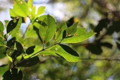 Syzygium formosanum
