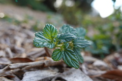 Ceanothus thyrsiflorus griseus