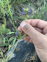 Penstemon rydbergii