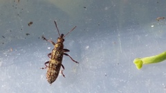 Rhicnobelus