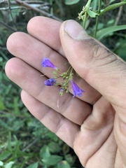 Penstemon rydbergii