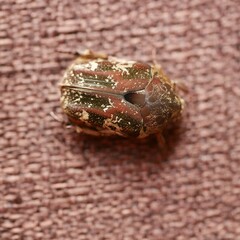 Protaetia fusca