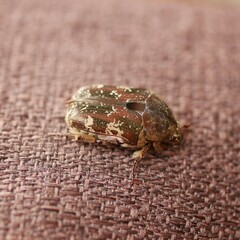 Protaetia fusca