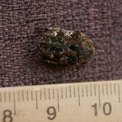 Protaetia fusca