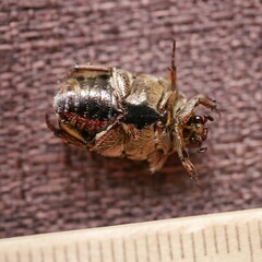 Protaetia fusca