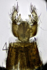 Exechia seriata