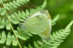 Pieris mannii