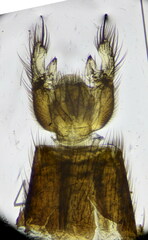 Exechia seriata