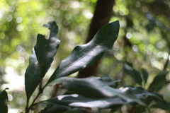 Lithocarpus hancei