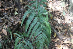 Dryopteris varia