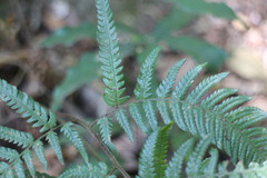 Dryopteris varia