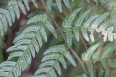 Dryopteris varia