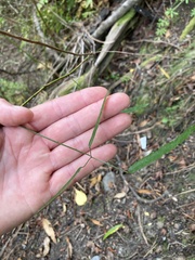 Parsonsia capsularis