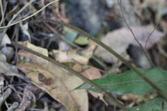 Dryopteris varia