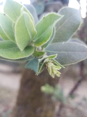 Arctostaphylos regismontana
