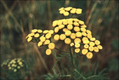 Tanacetum vulgare