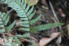 Dryopteris varia