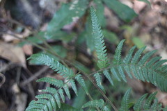 Dryopteris varia