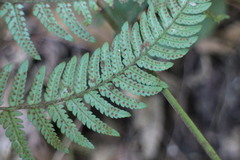 Dryopteris varia