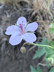 Geranium richardsonii