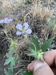 Geranium richardsonii