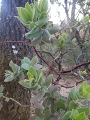 Arctostaphylos regismontana