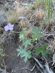 Geranium richardsonii