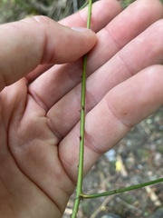 Parsonsia capsularis