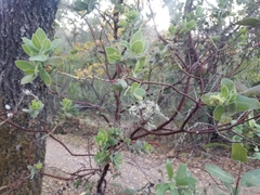 Arctostaphylos regismontana