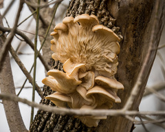 Pleurotus populinus