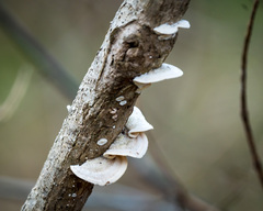 Trametes villosa