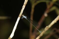 Pseudagrion ignifer