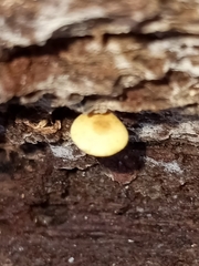 Cyptotrama chrysopepla