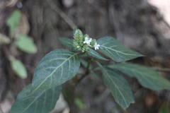 Lepidagathis formosensis