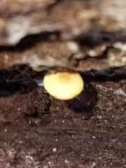 Cyptotrama chrysopepla