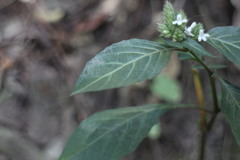 Lepidagathis formosensis