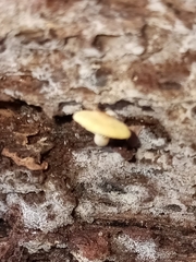 Cyptotrama chrysopepla