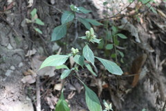 Lepidagathis formosensis