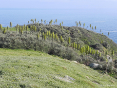 Puya chilensis