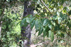 Fraxinus insularis