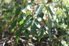 Fraxinus insularis