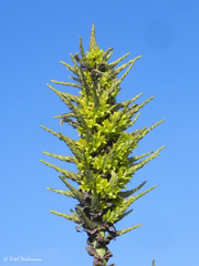 Puya chilensis