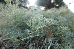 Artemisia californica